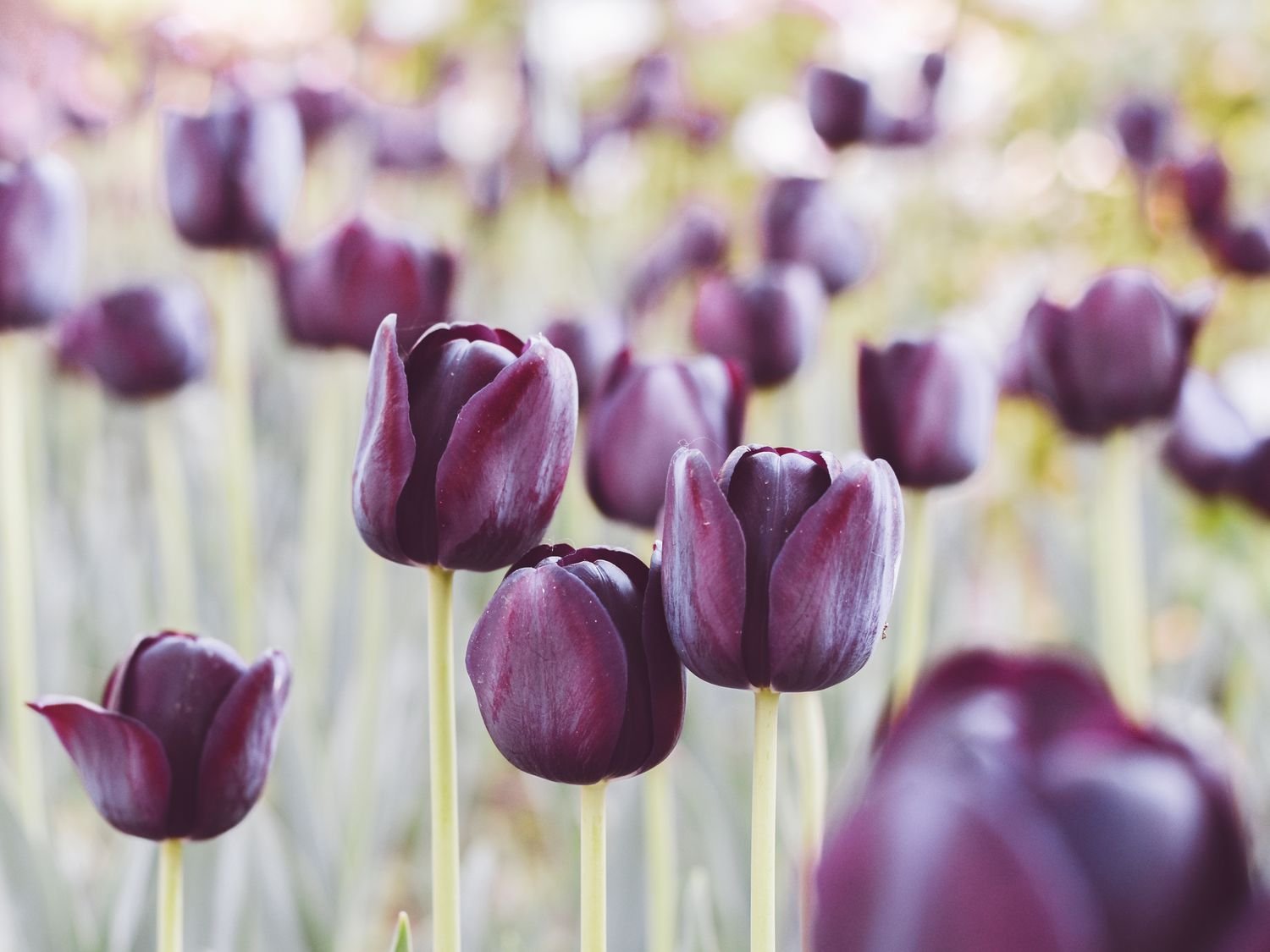 Tulipanes de color púrpura claro, casi azul