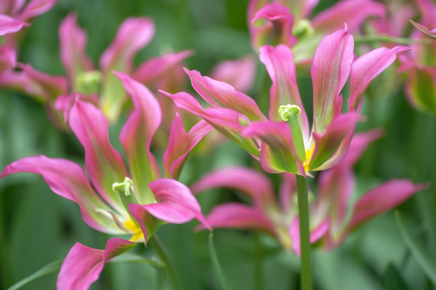 Primer plano de tulipanes Viridiflora con pétalos alargados rosas y verdes