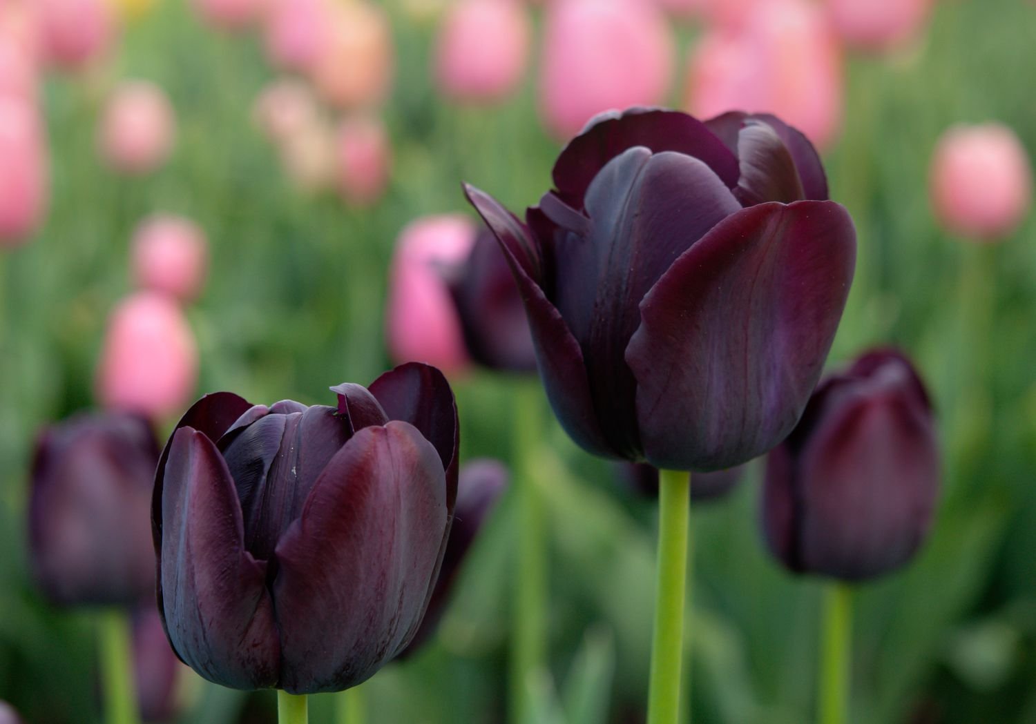 Tulipanes reina de la noche con flores negras primer plano