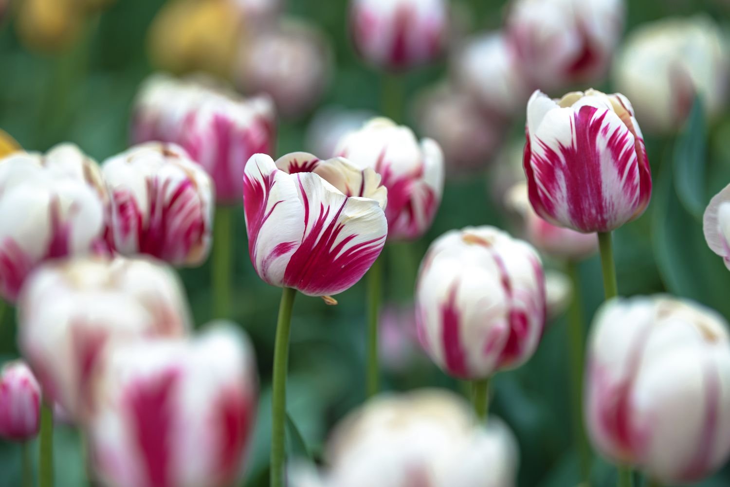 Primer plano de tulipanes Rembrandt con flores estriadas en rosa y blanco