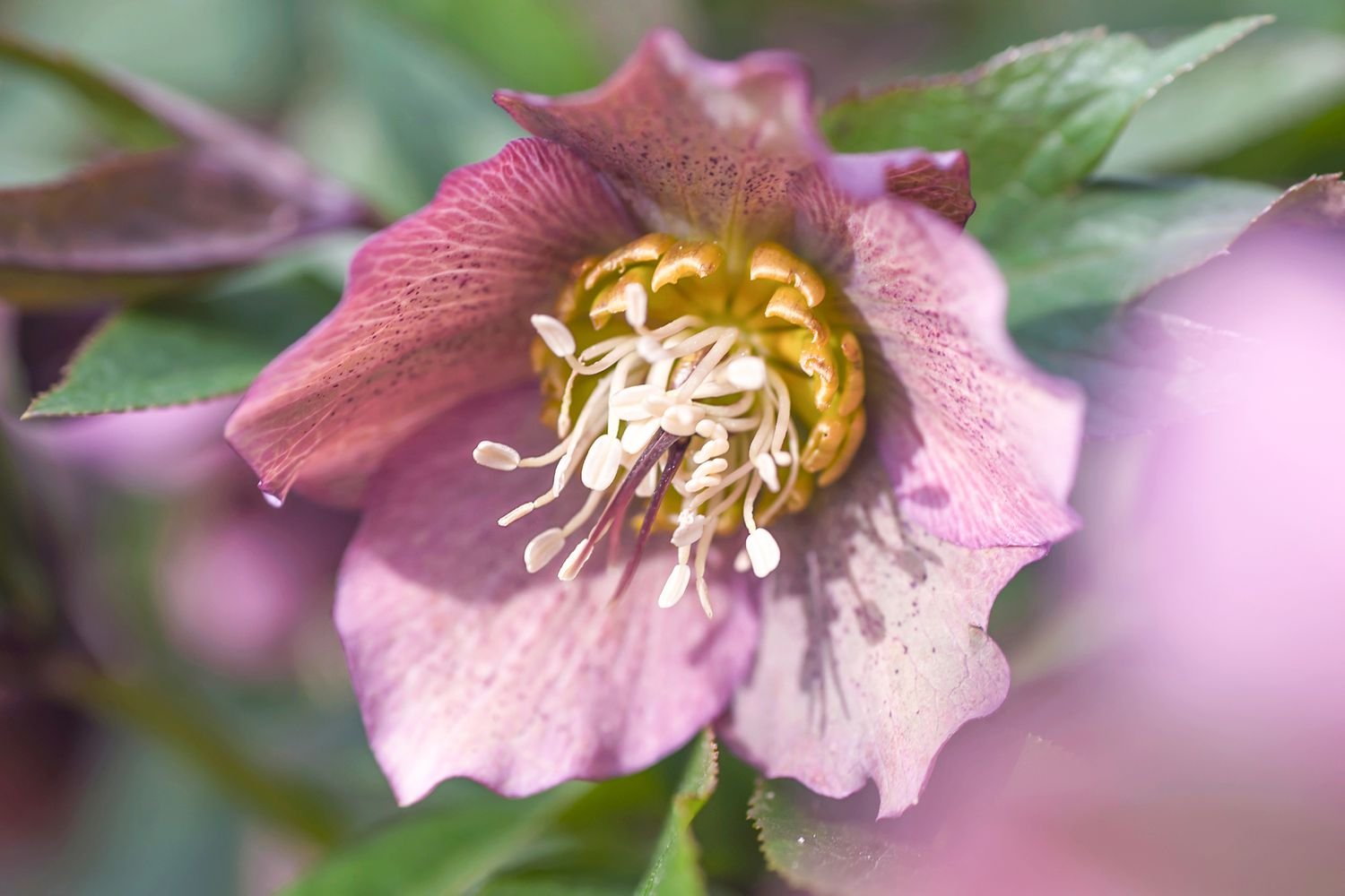 Flor de eléboro con pétalos púrpura claro y anteras blancas a la luz del sol primer plano 