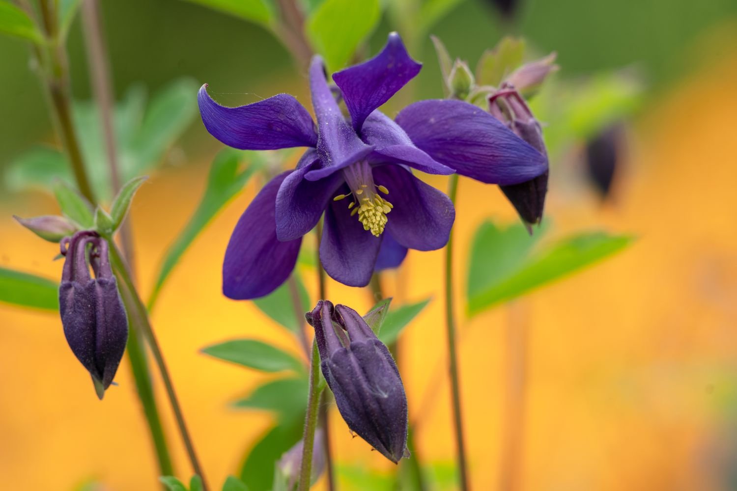 Primer plano de flores de columbina púrpura