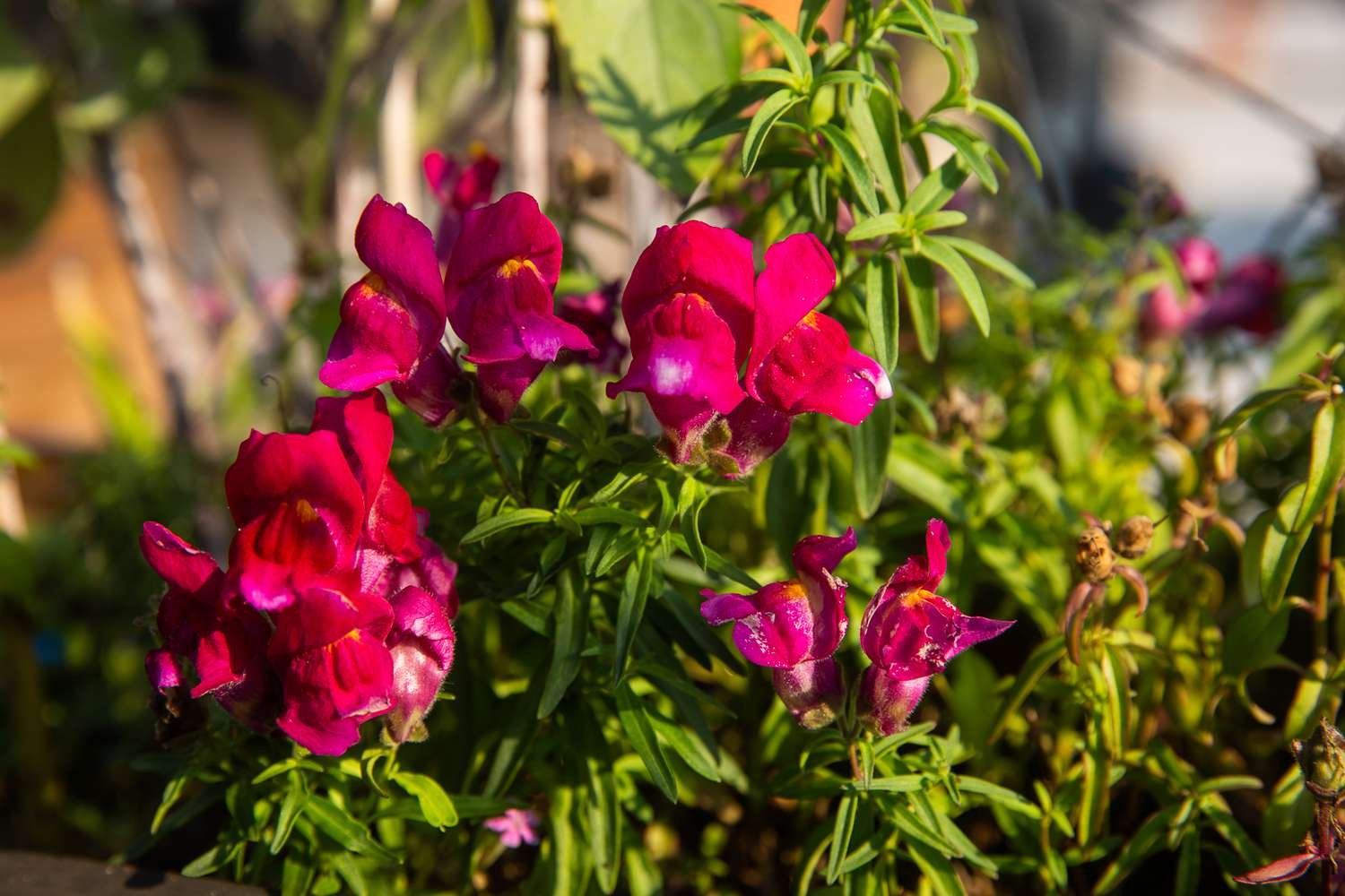 primer plano de bocas de dragón rosas