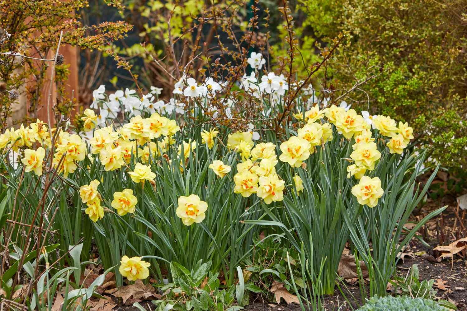 Narciso Narcissus 'tahiti'