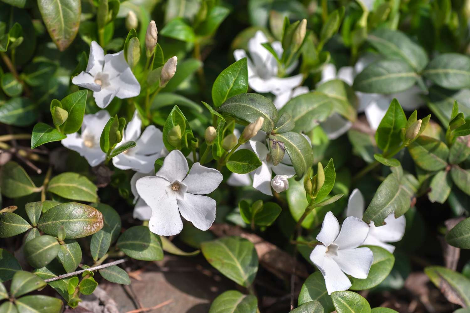 vinca blanca menor