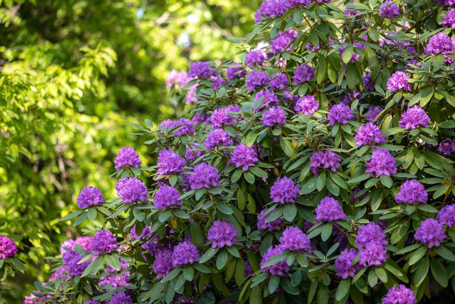 Rododendro de Catawba