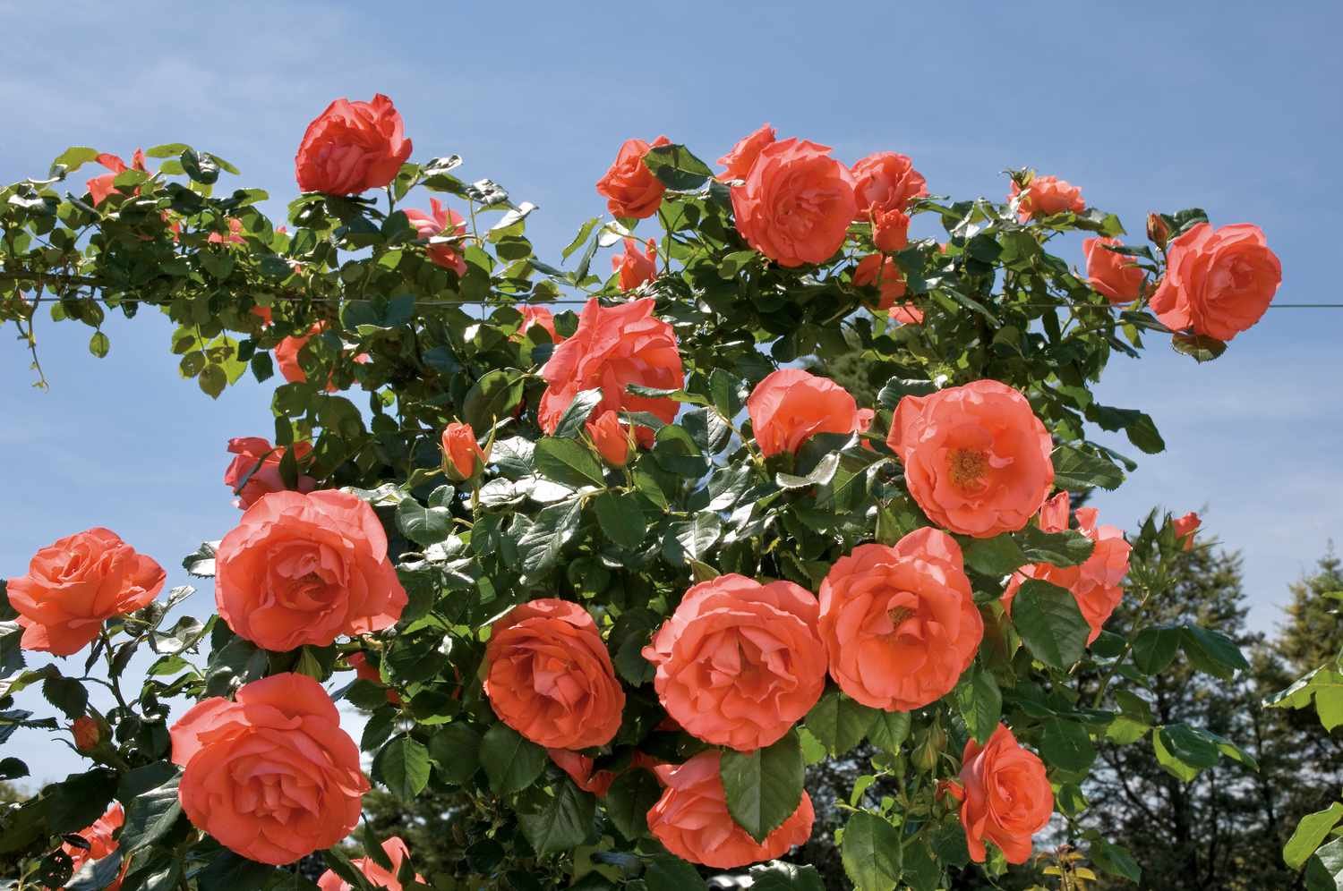 Marmalade Skies® &#39;Meimonblan&#39; rosas