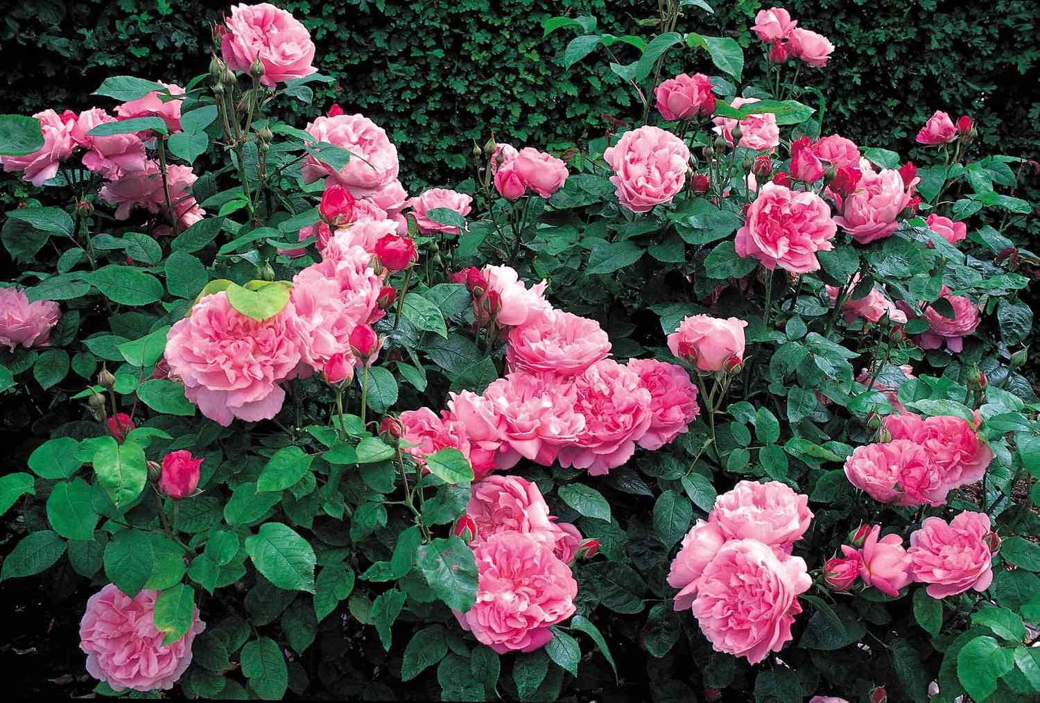 Rosas Mary Rose® 'Ausmary