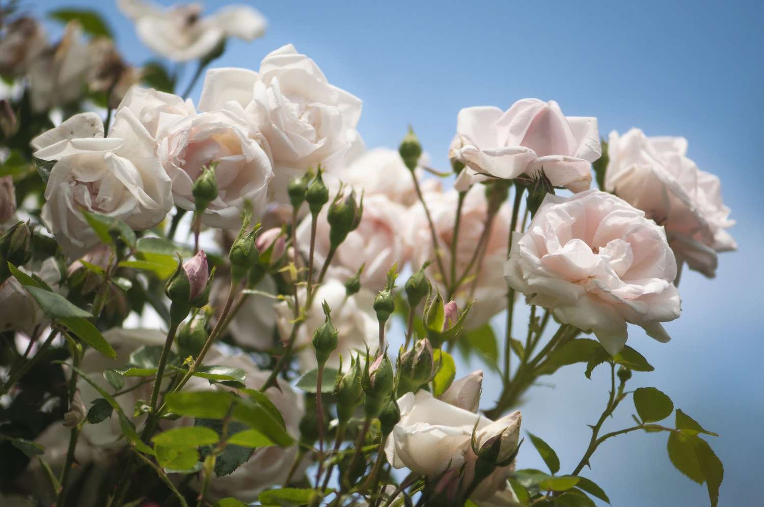 Un primer plano de algunas rosas Nuevo Amanecer