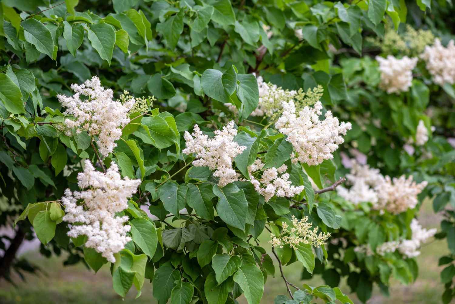 Árbol lila de seda marfil con hojas brillantes y racimos de flores blancas en las ramas