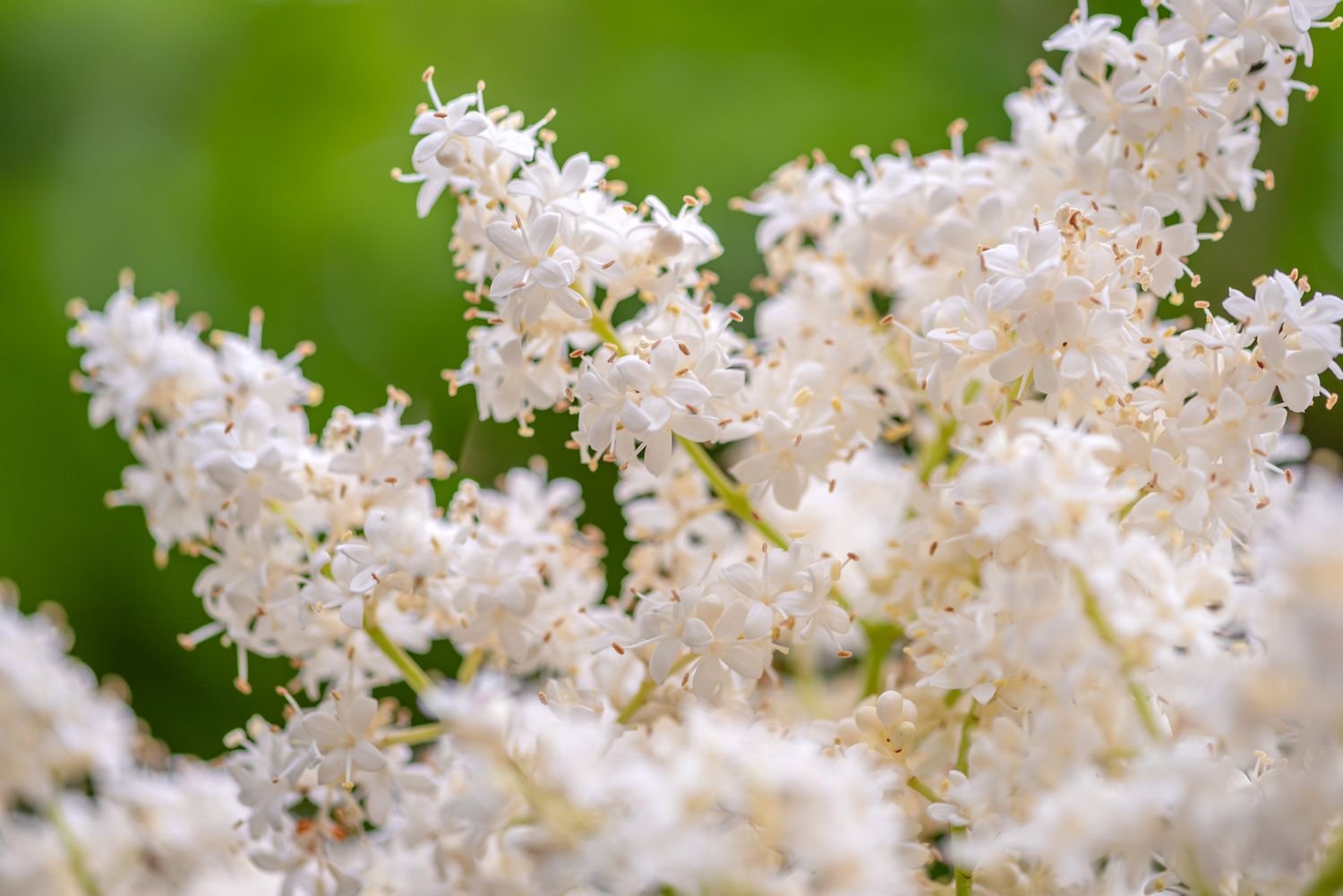 Árbol de seda lila marfil con minúsculos racimos de flores blancas primer plano