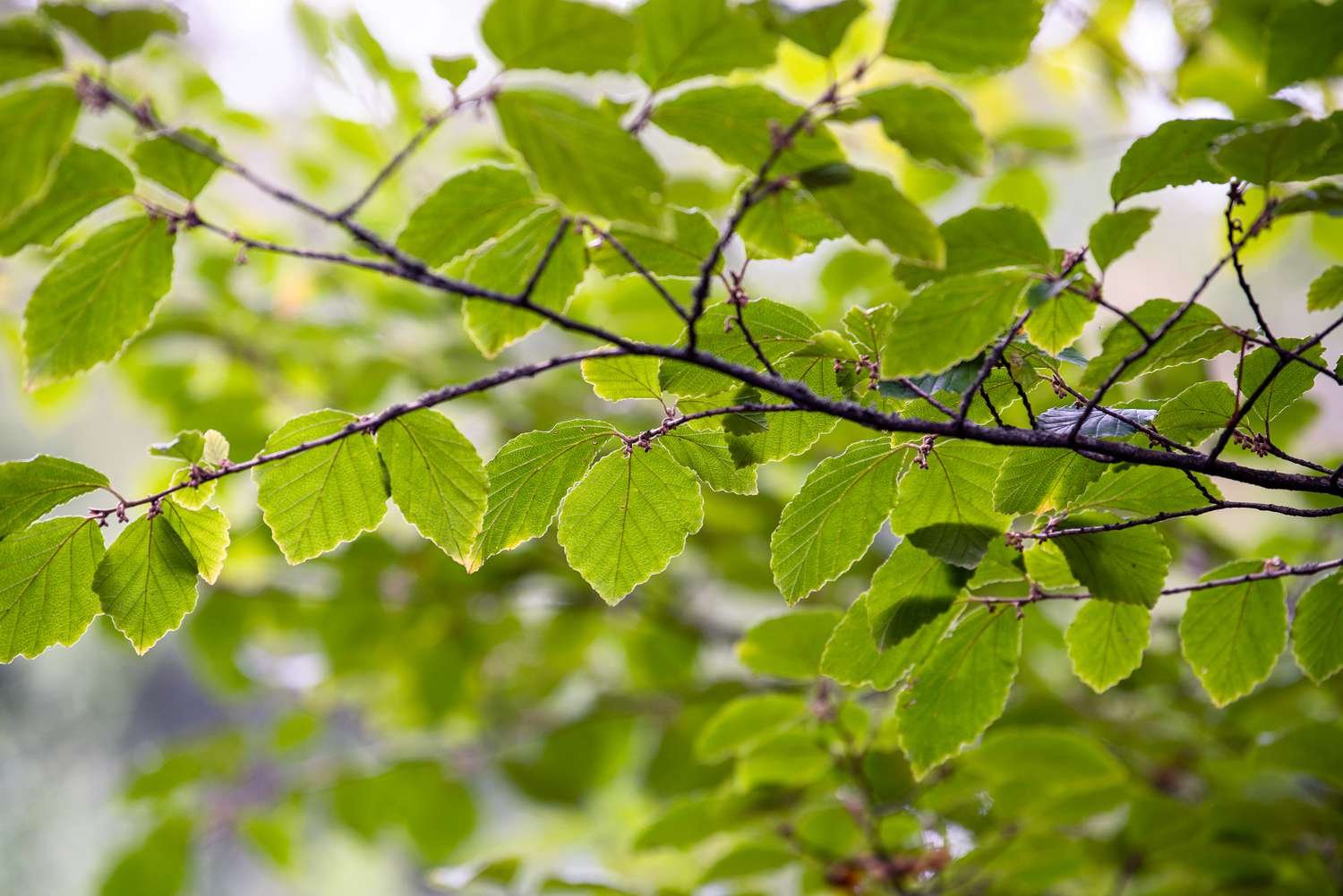 Rama de arbusto de hamamelis con hojas verdes redondeadas