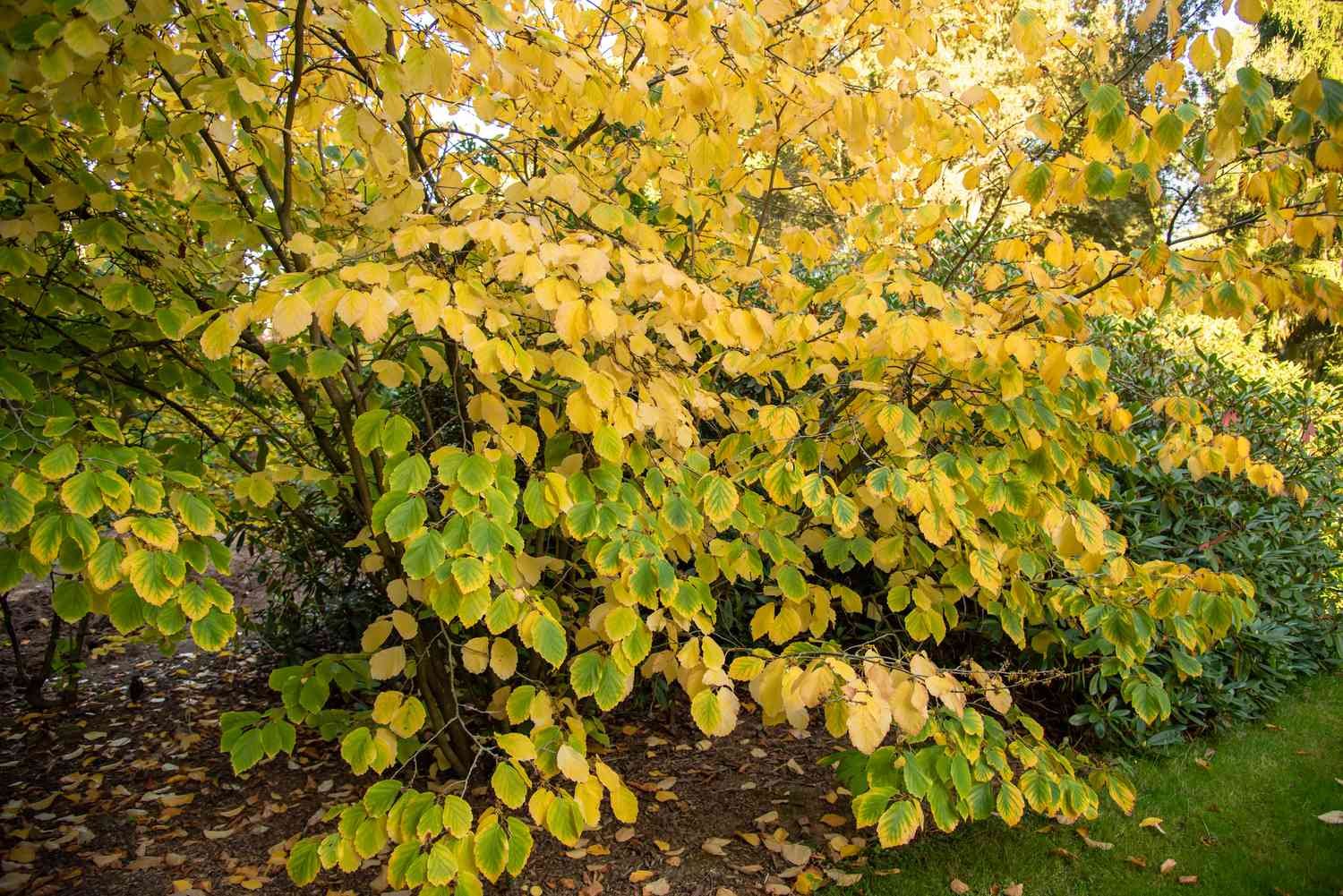 Arbusto de hamamelis con hojas amarillas y verdes que se extienden sobre ramas largas y delgadas