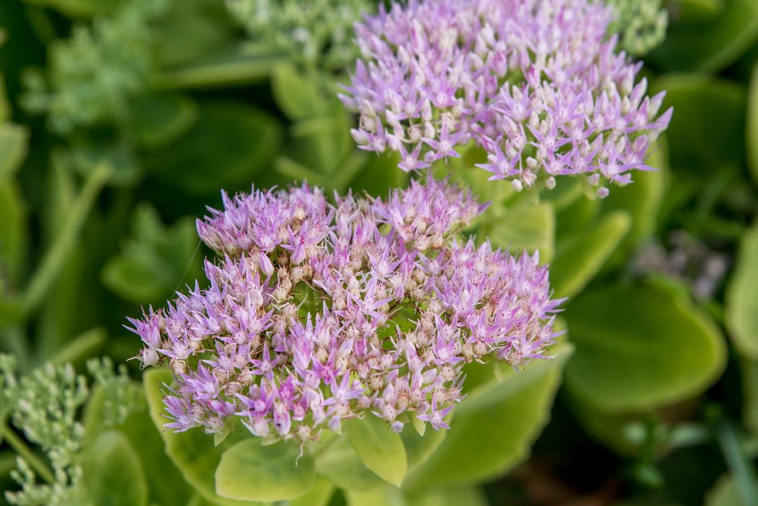 sedum stonecrop closeup