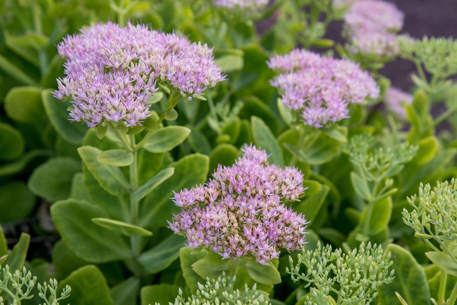 sedum stonecrop