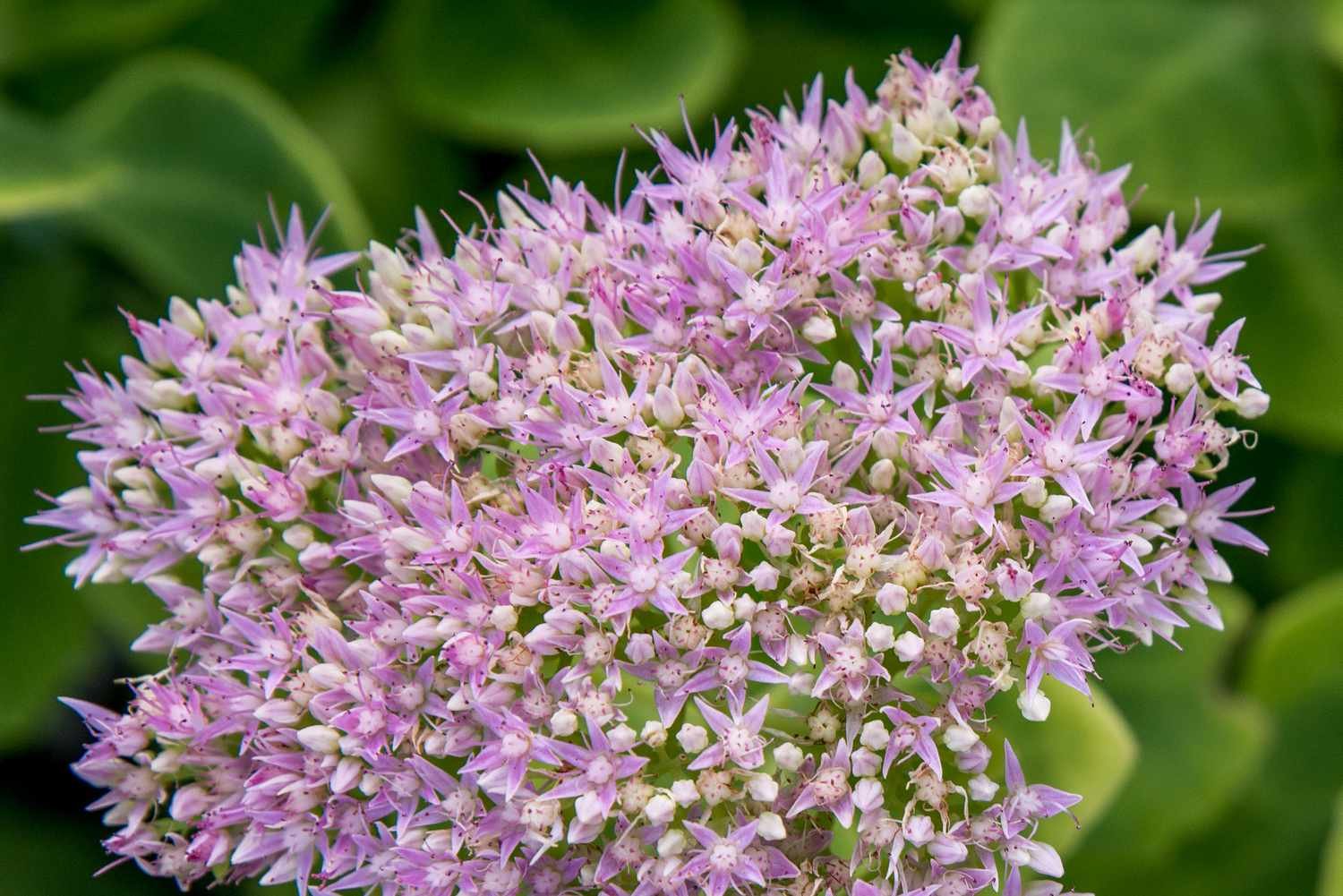 primer plano de sedum