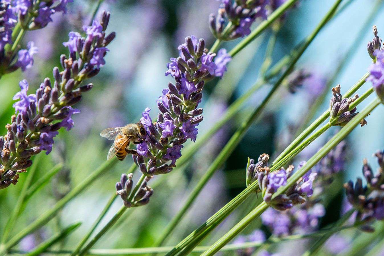 abeja en lavanda