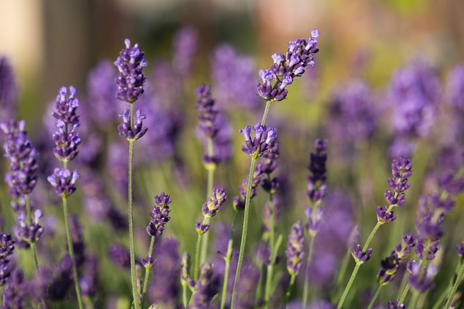 Primer plano de la lavanda inglesa