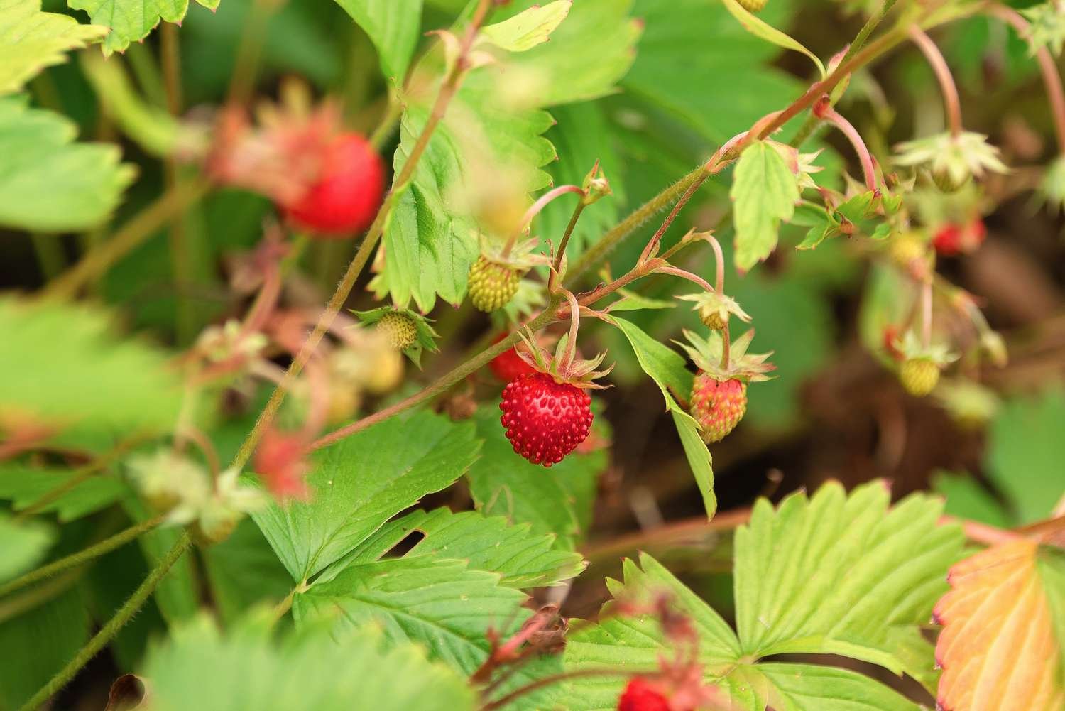 Vista arrancada de un arbusto de fresas silvestres