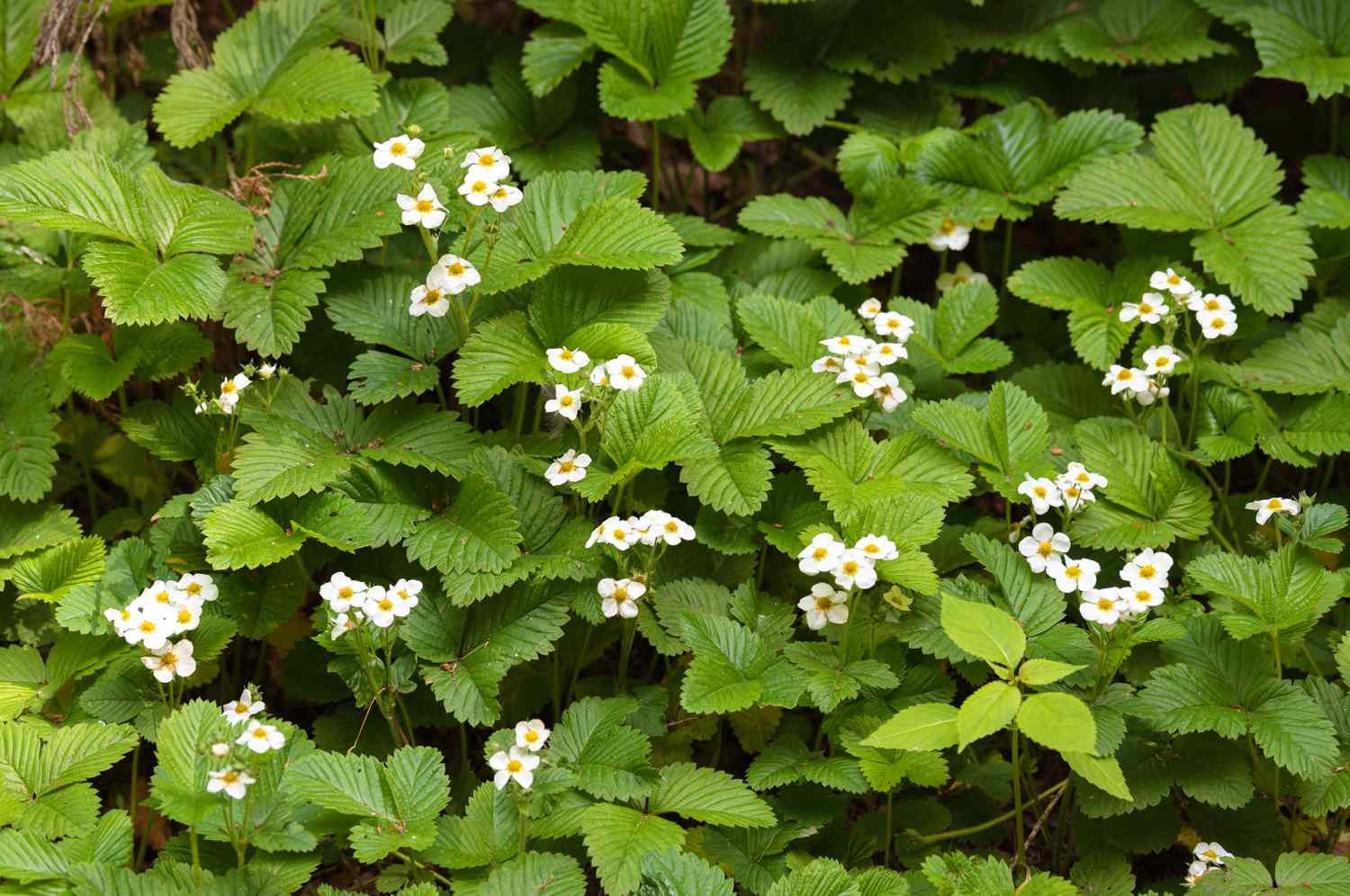 Vista frontal de una fresa silvestre en flor