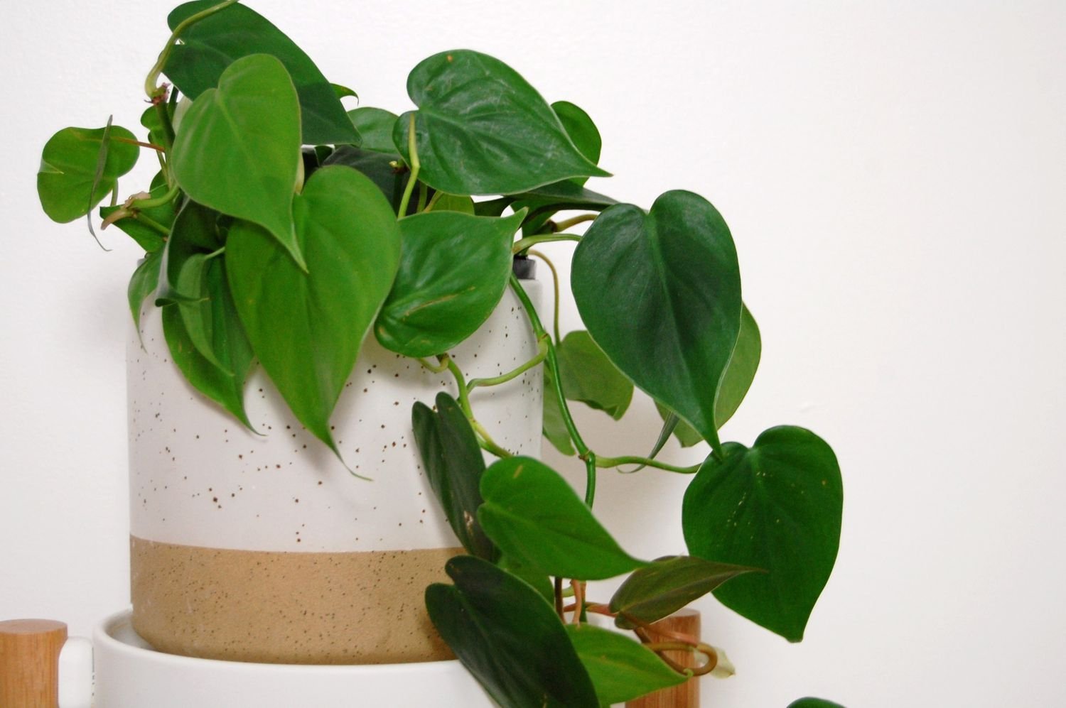 Un filodendro de hoja de corazón en una maceta blanca y beige, sentado en un soporte para plantas blanco con patas de madera contra una pared blanca.