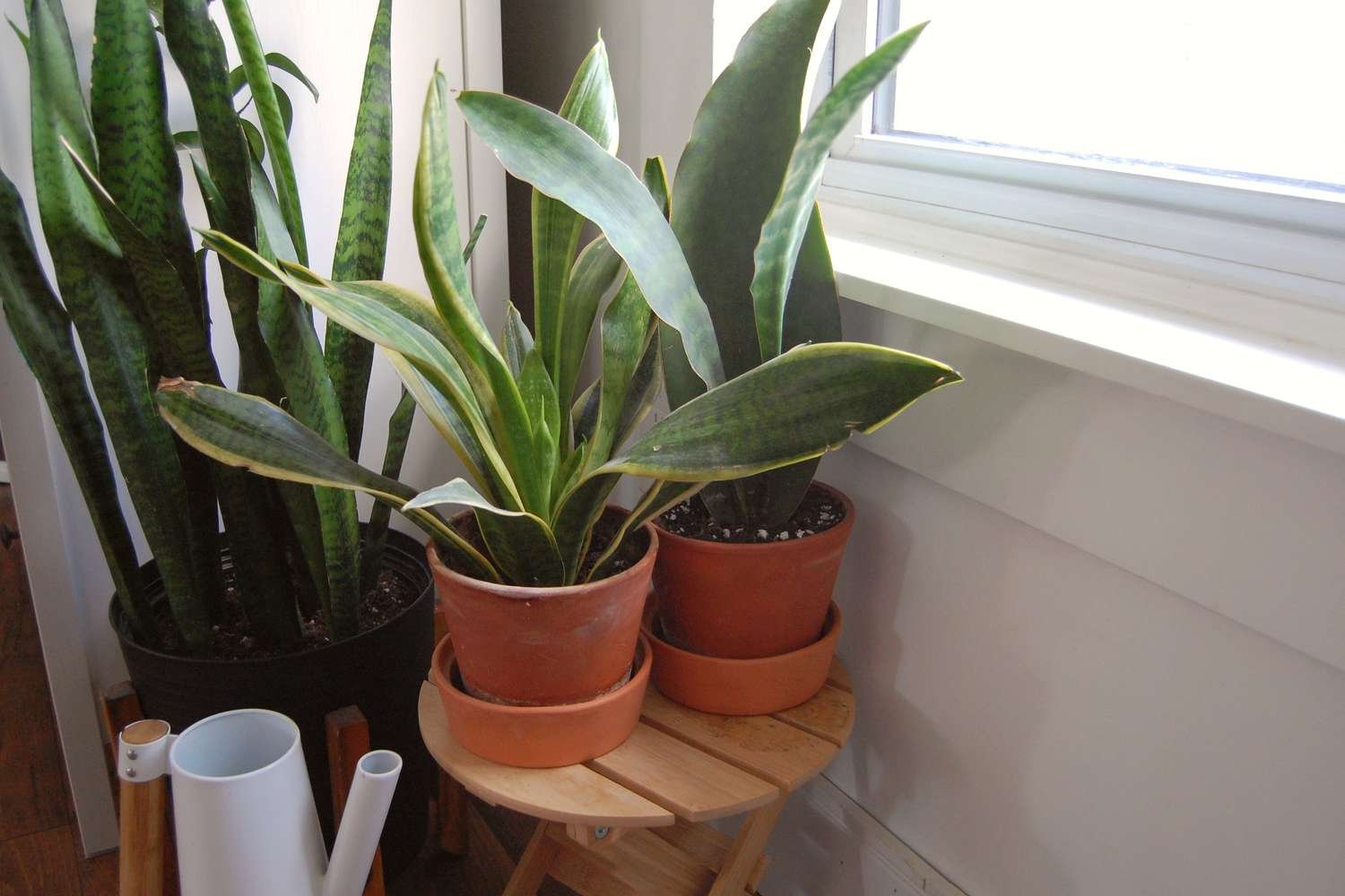 Tres plantas serpiente en maceta junto a una ventana luminosa. Dos plantas serpiente más pequeñas están en macetas de terracota, la planta serpiente más grande del fondo está en una maceta de plástico negro.