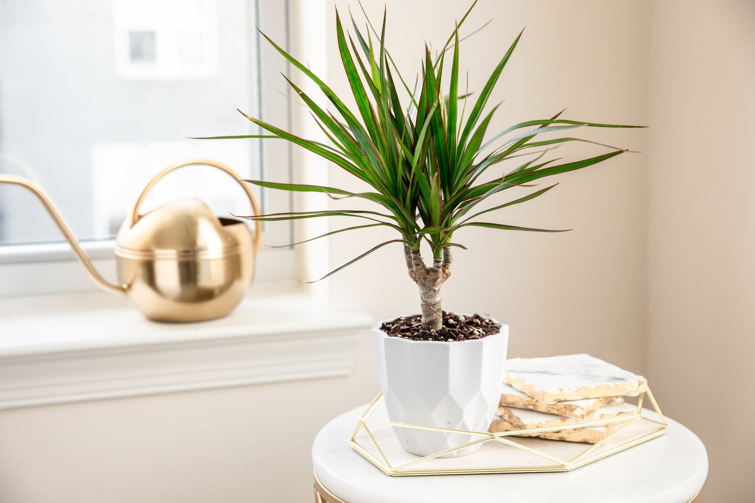 Árbol dragón en maceta geométrica blanca sobre mesa decorada junto a ventana con tetera dorada