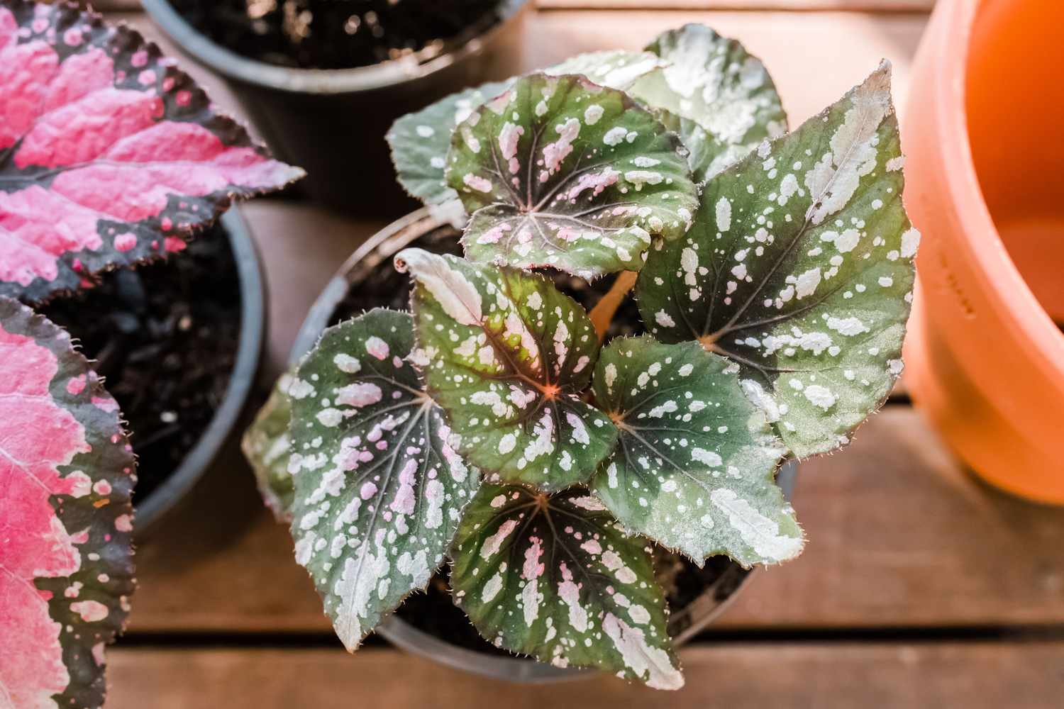 begonias rex