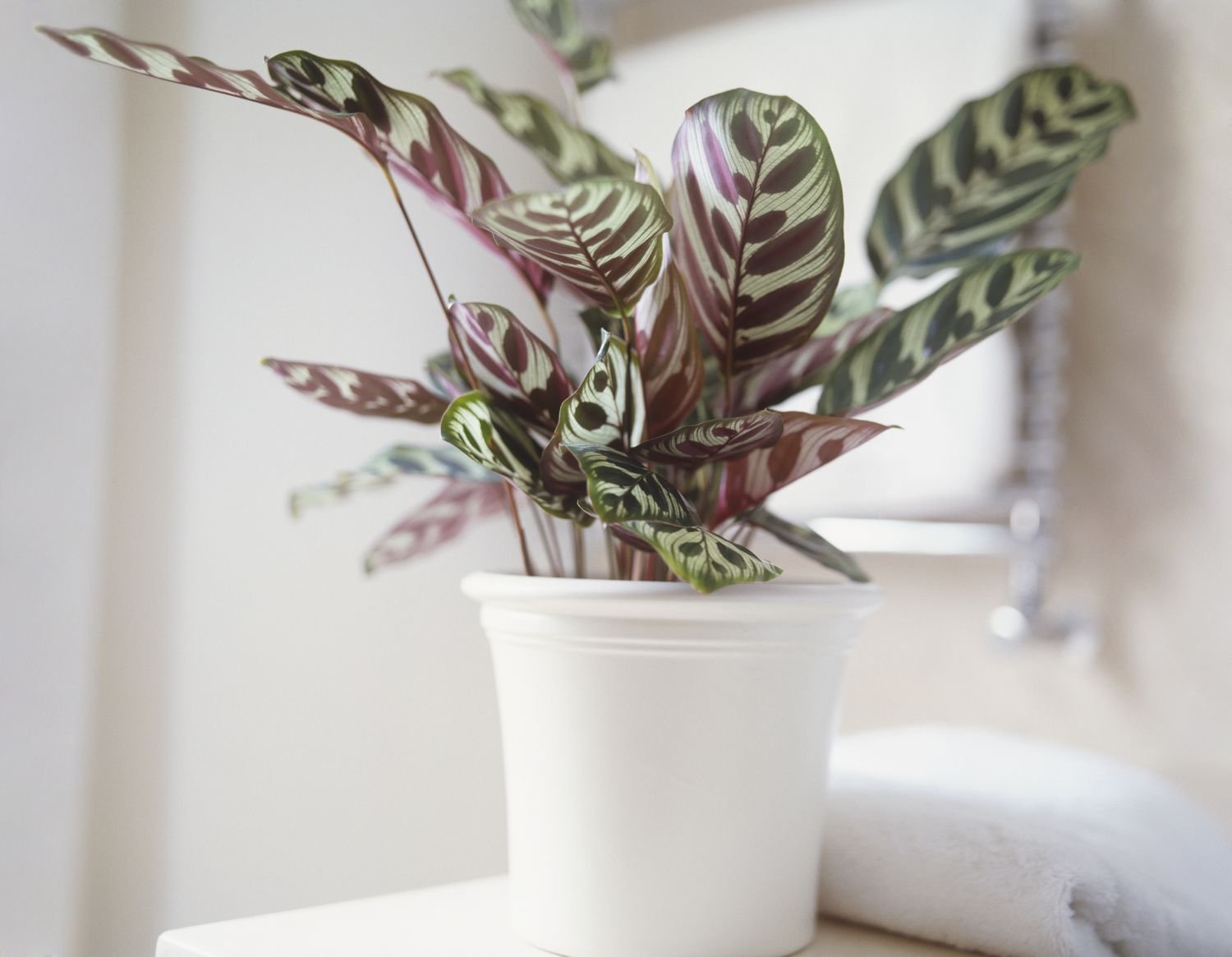 Calathea makoyana, Planta pavo real creciendo en maceta de cerámica blanca.