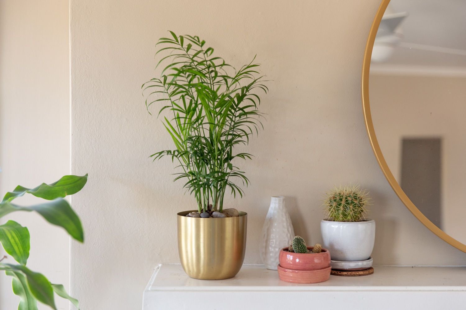 Palmera de salón en maceta dorada con pequeñas frondas verdes en estante junto a artículos de decoración