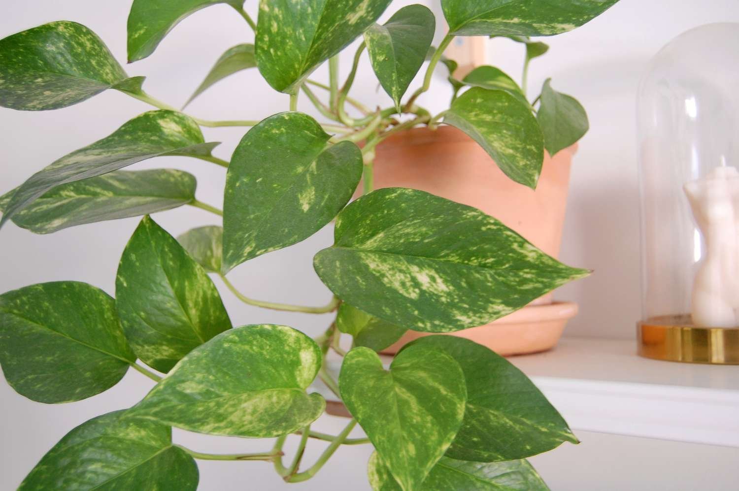 Un pothos dorado en una maceta de terracota sobre un estante blanco.