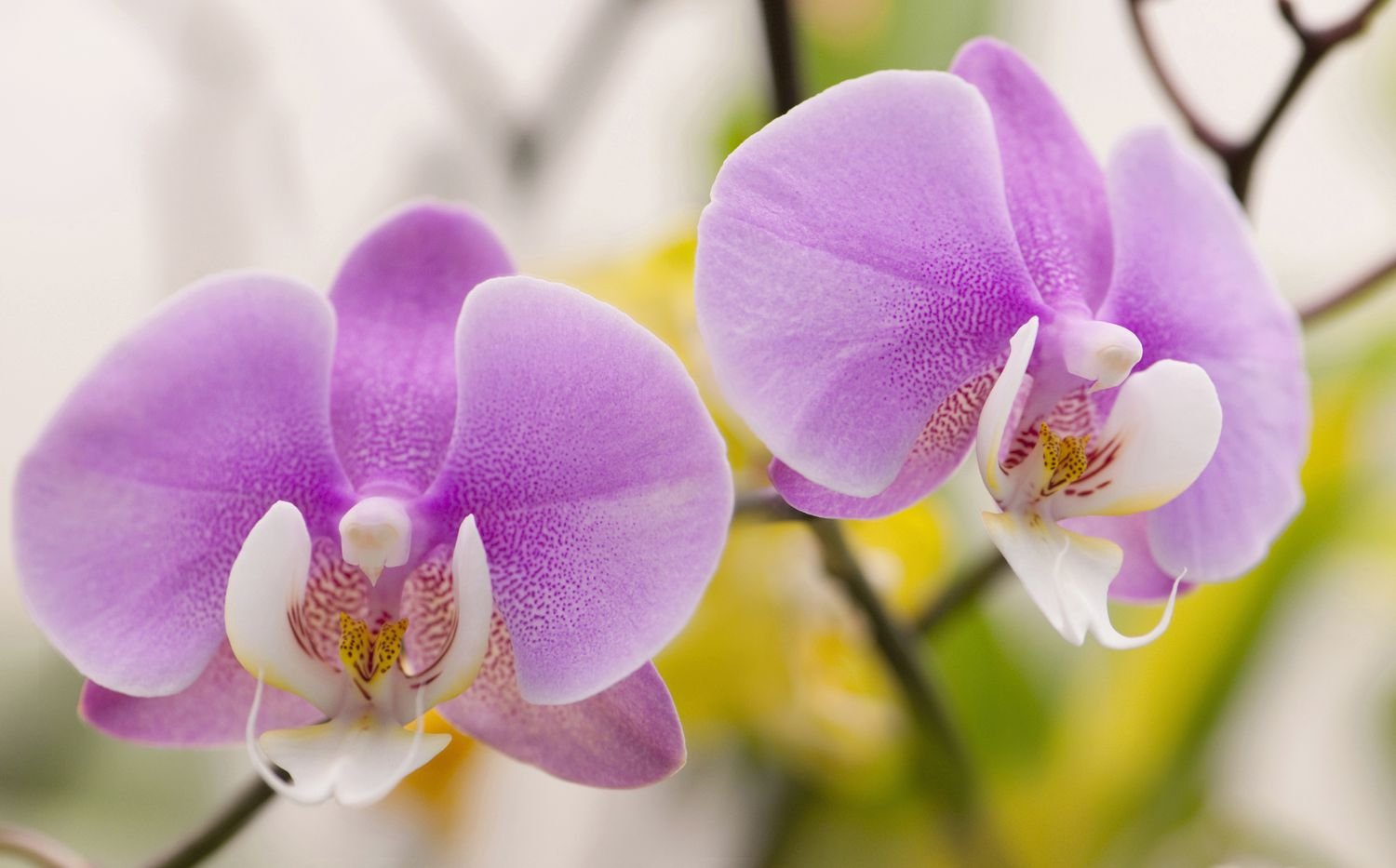 Cultivar Phalaenopsis, orquídea Polilla