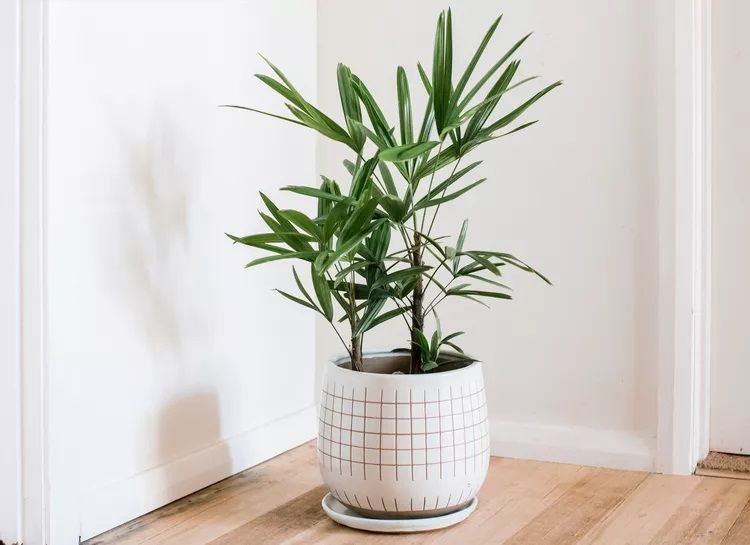 Palmera dama en un contenedor blanco en la esquina de una habitación blanca