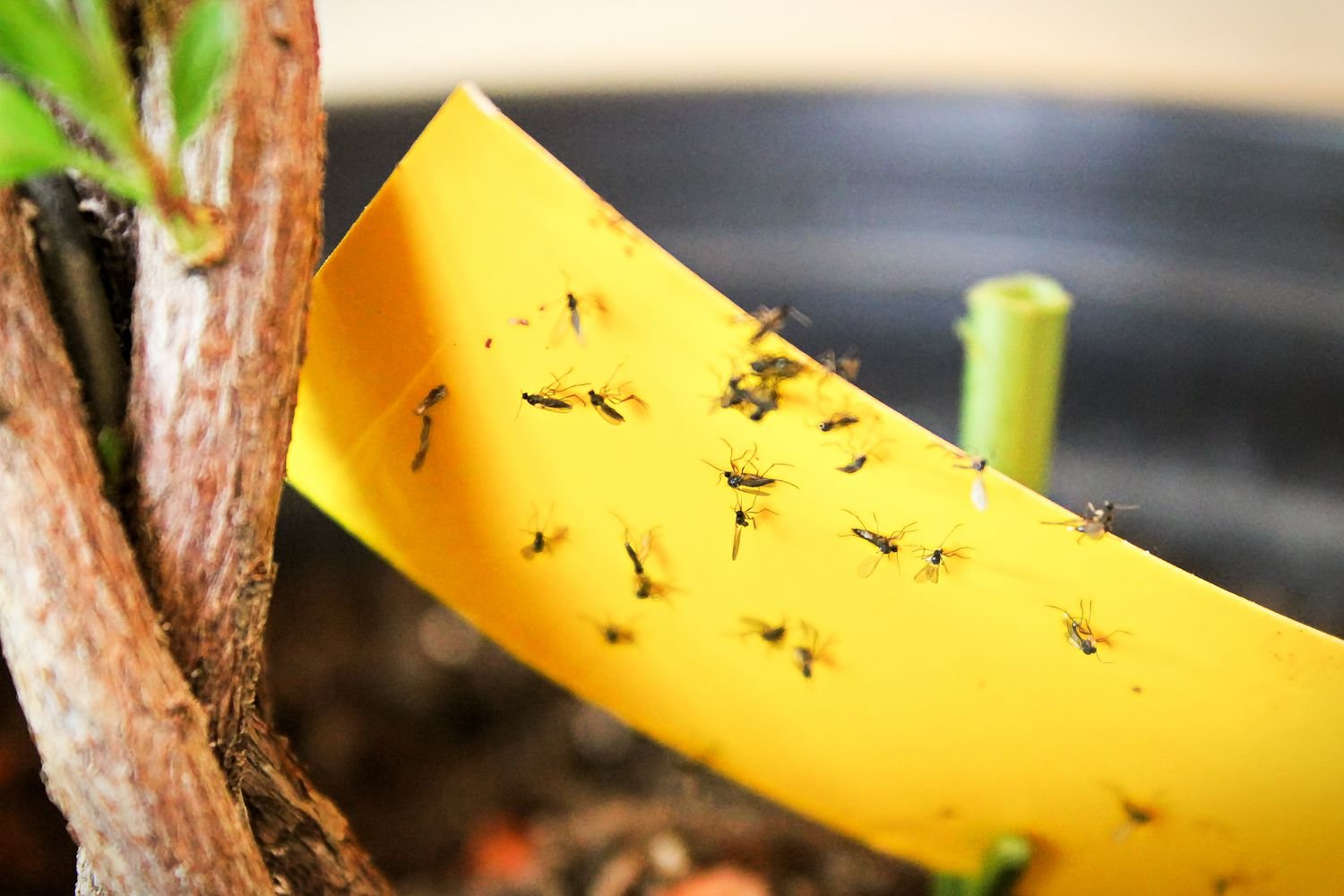 Mosquitos en trampa pegajosa