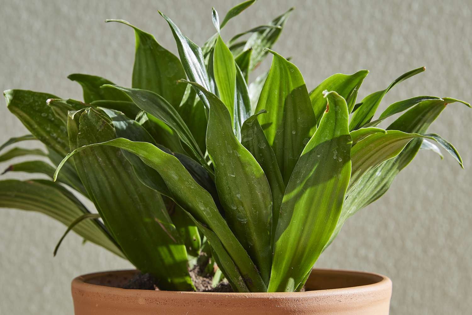 Primer plano de la planta de interior Dracaena Janet Craig