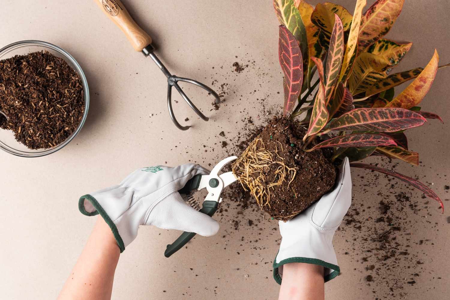 cuidados de una planta con raíces paso 2