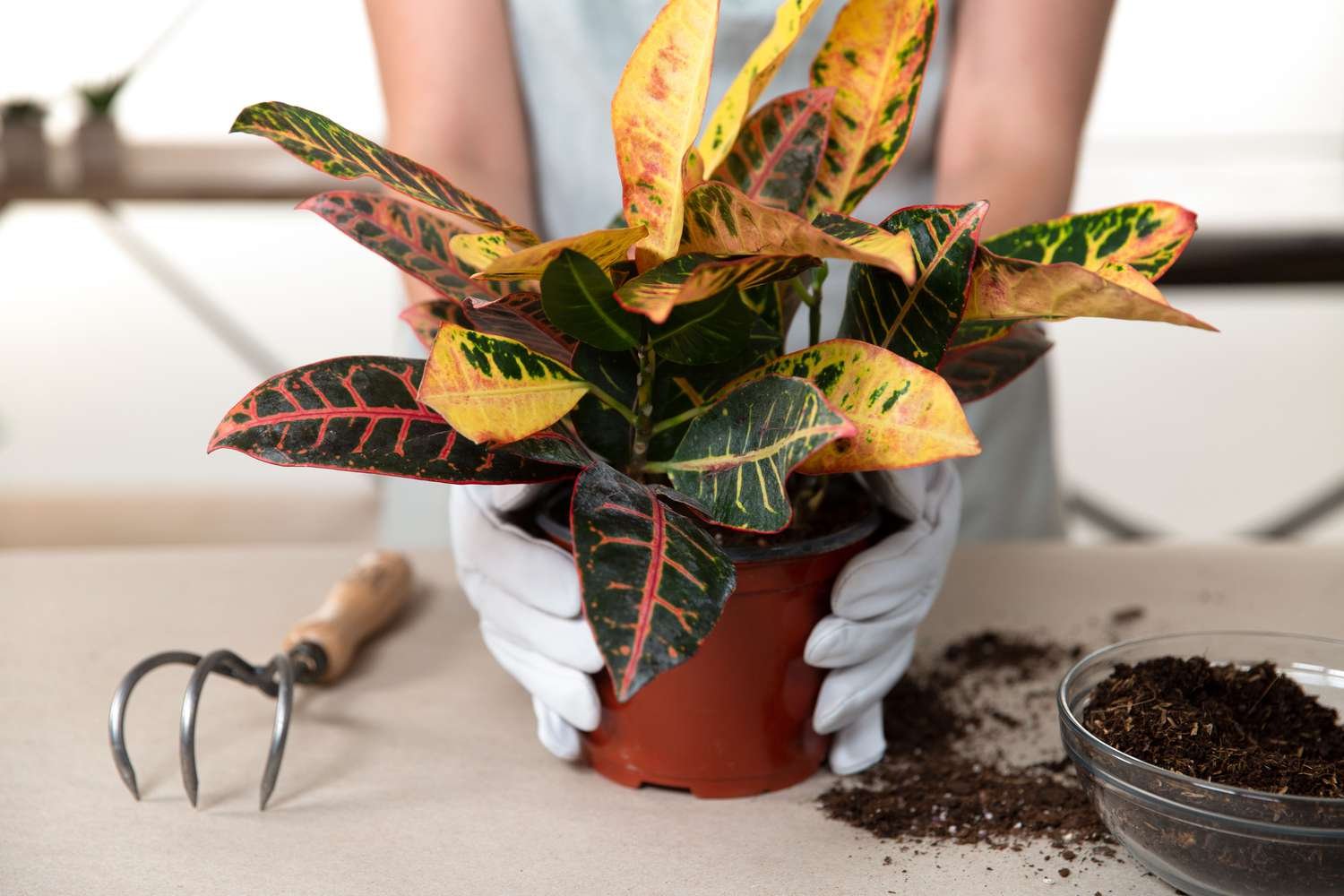 trasplantar una planta con raíces