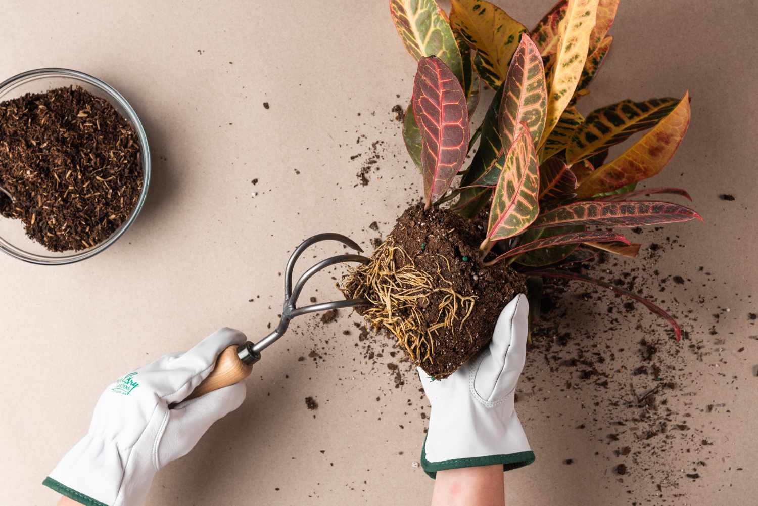 cuidados de una planta con raíces paso 3