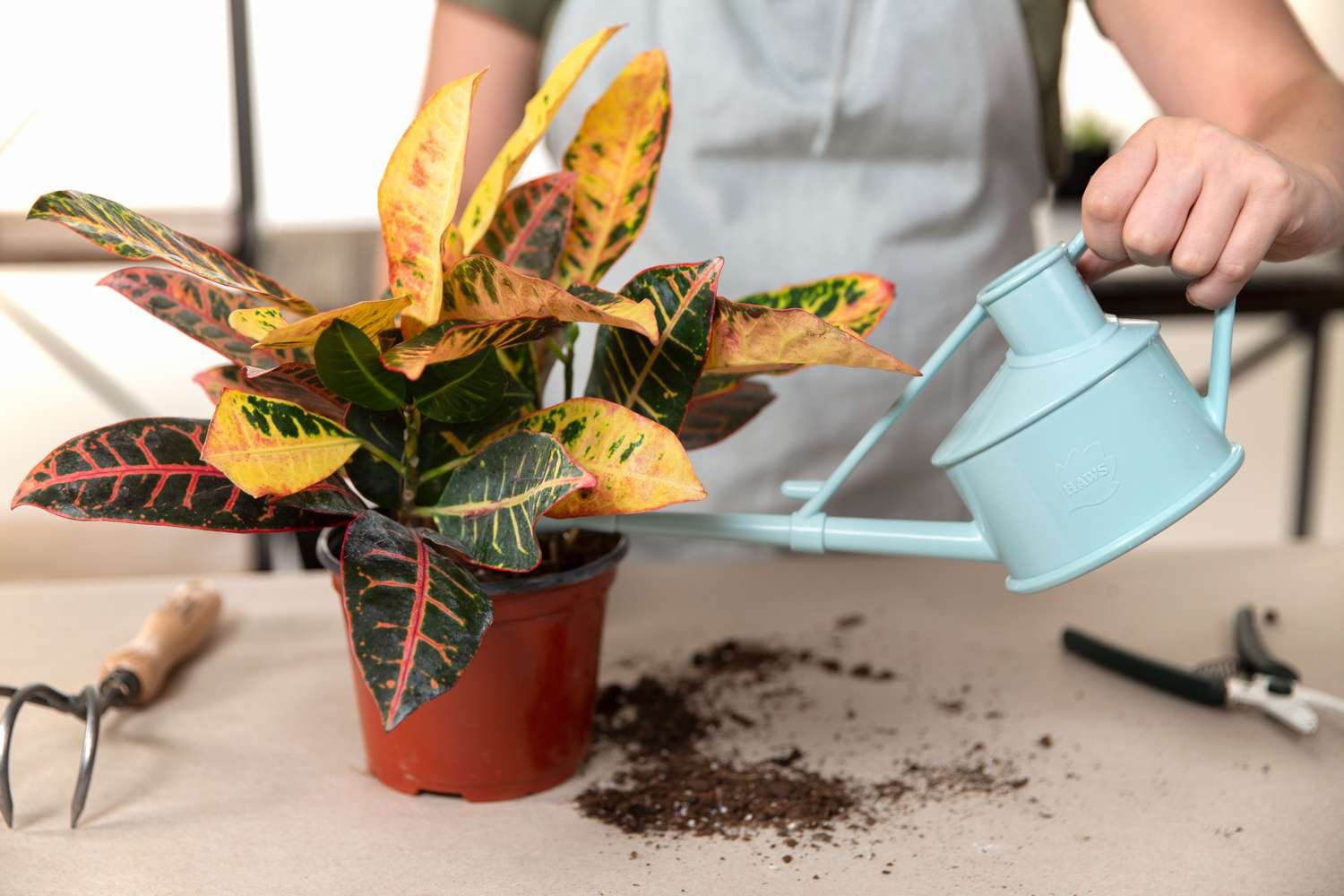 regar una planta recién plantada