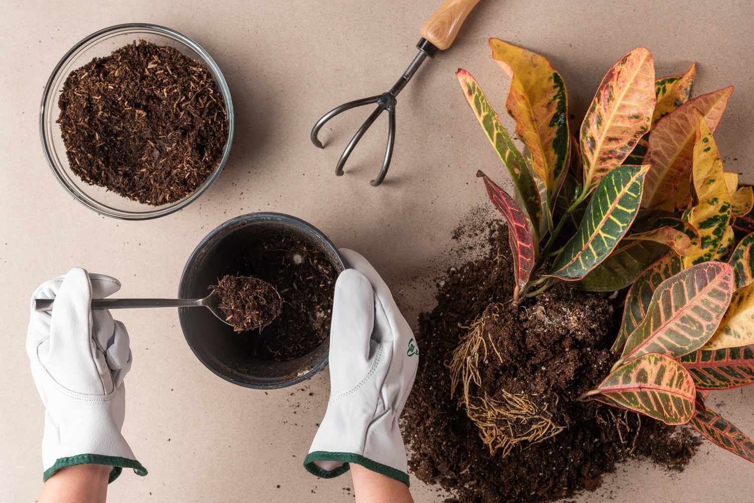 cuidado de una planta con raíces paso 4