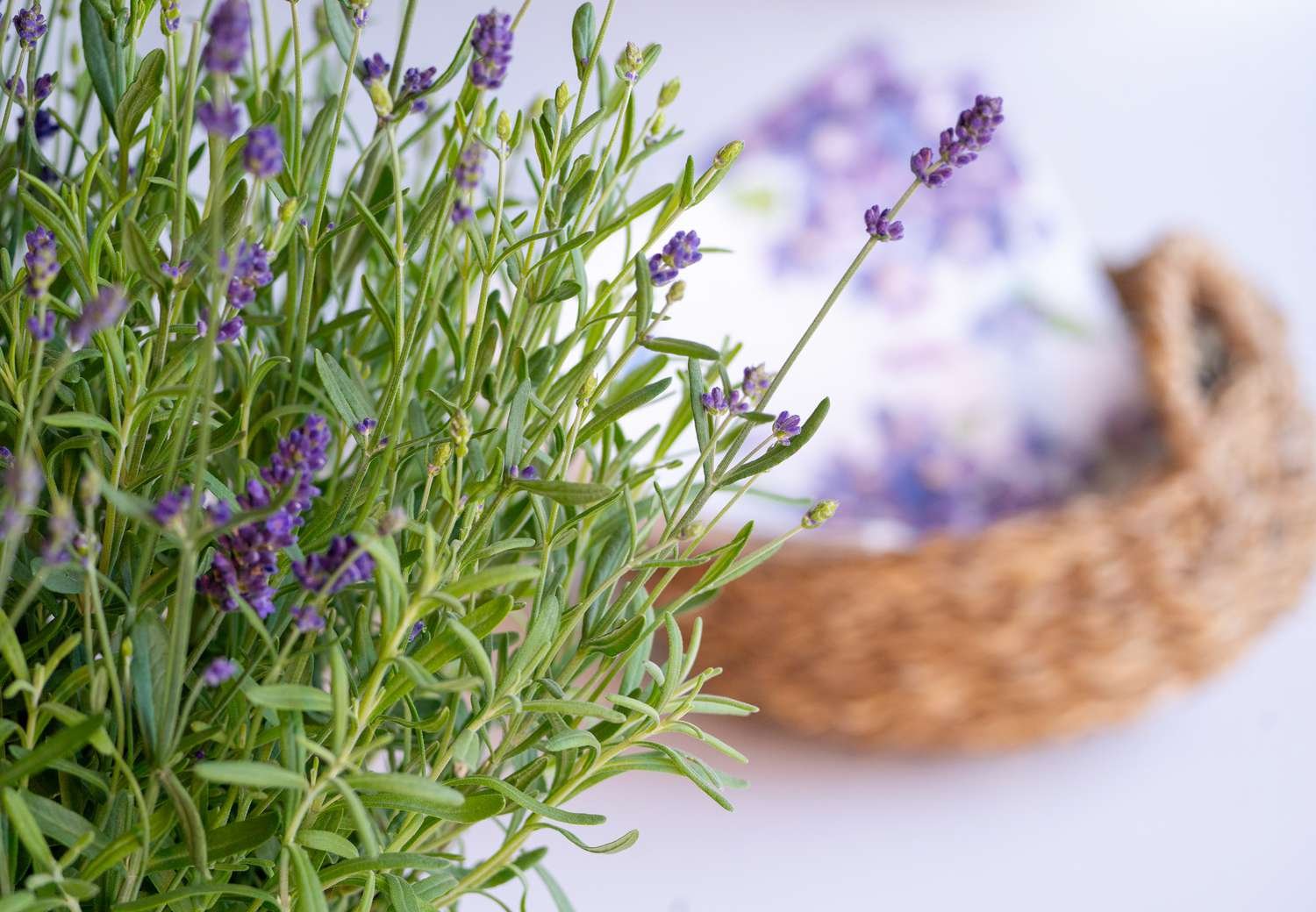 Cómo cultivar lavanda en interior