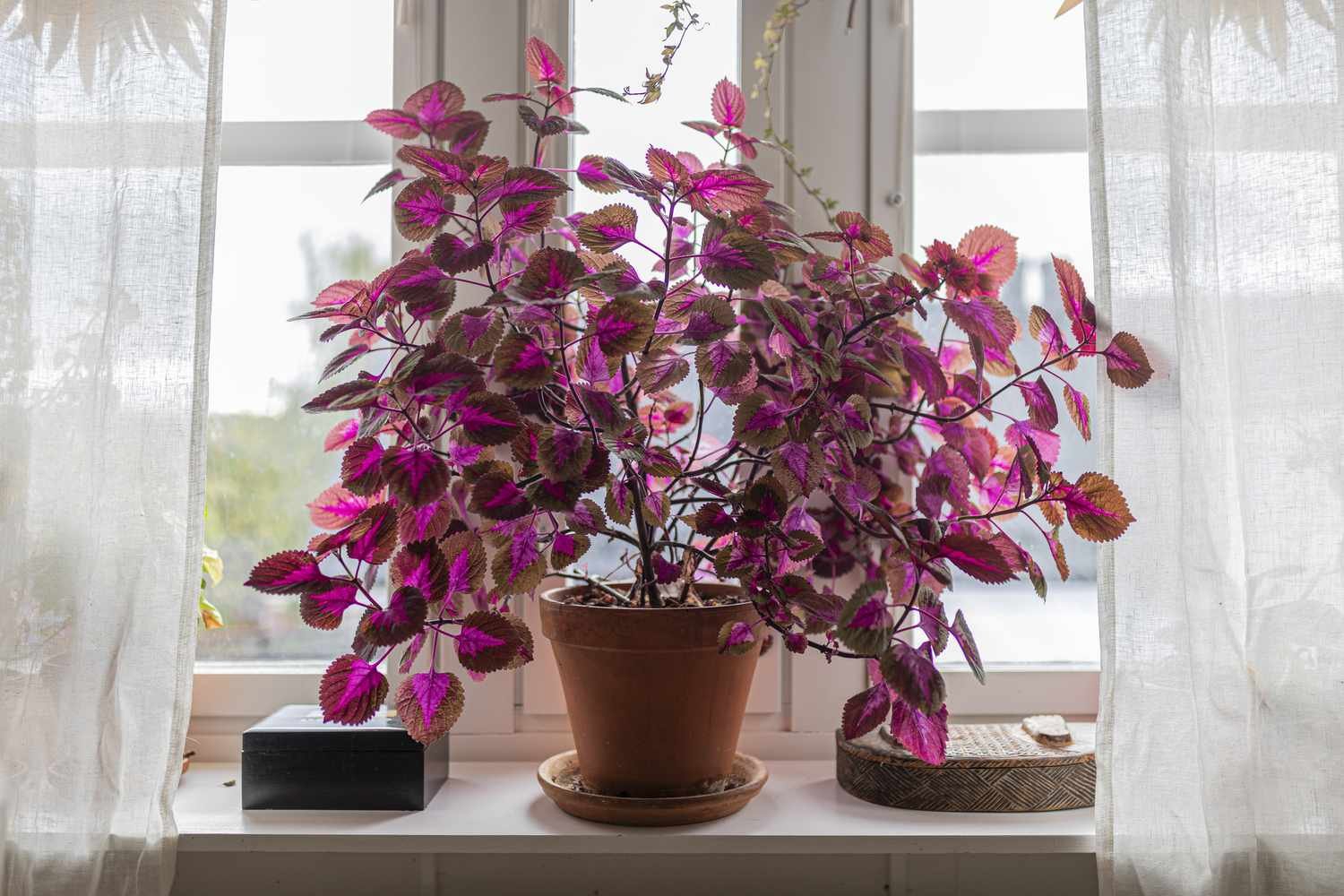 Planta de coleus de interior en una ventana, en colores púrpura y rosa