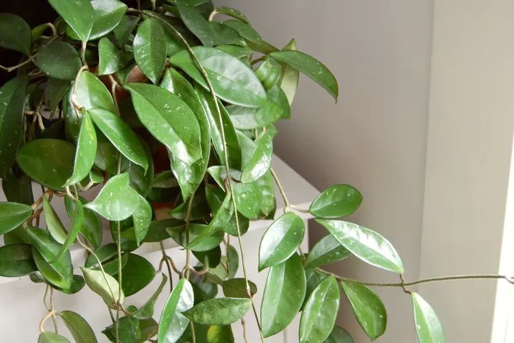 Hoya carnosa junto a una ventana.