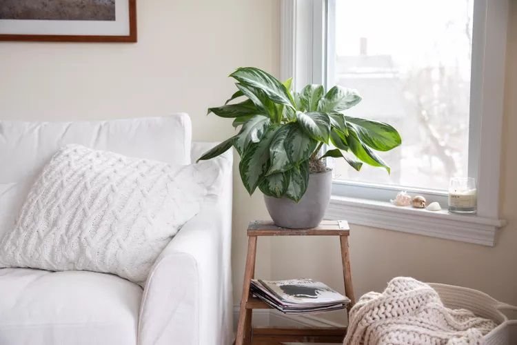 Planta perenne china en una maceta de madera de pie al lado de un refresco blanco