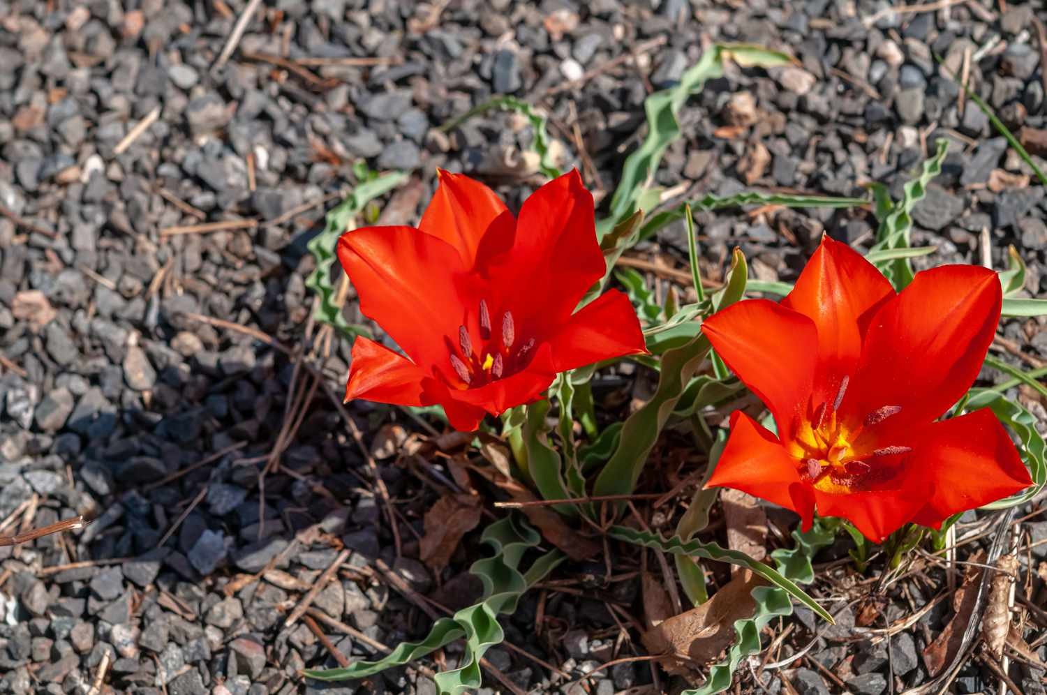 Tulipanes de especies con flores rojas brillantes rodeadas de gravilla pequeña