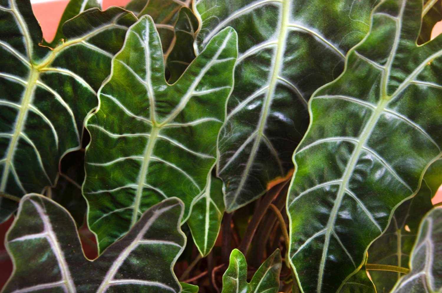 Alocasia Sanderiana.