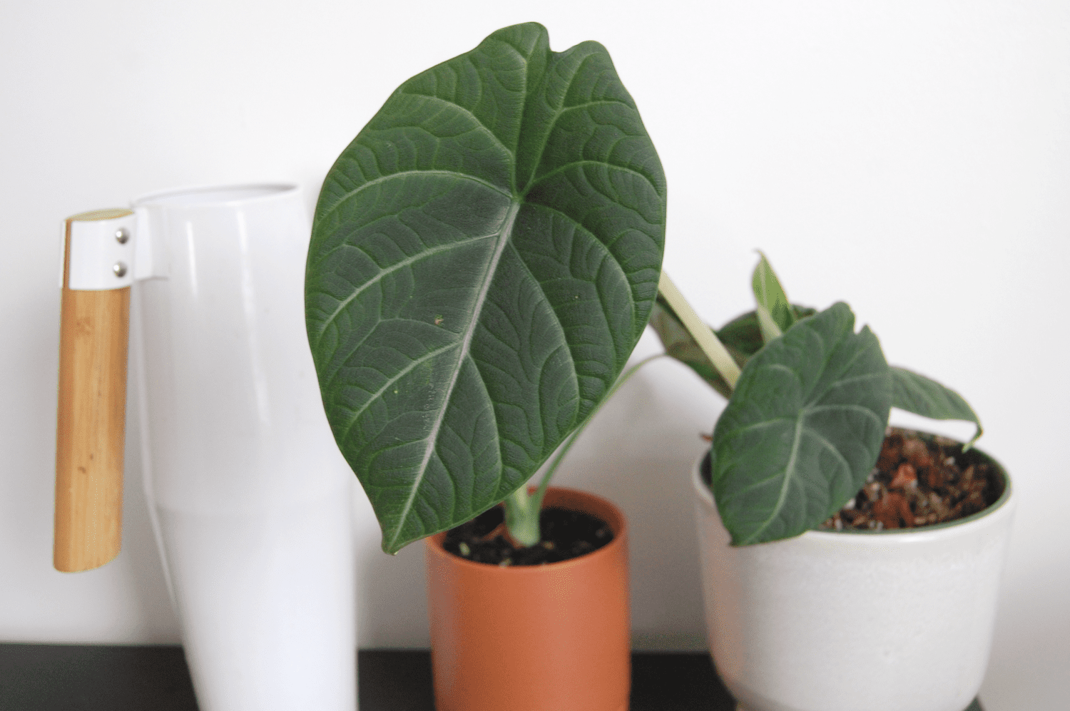 Imagen de una planta de Alocasia maharani en una maceta blanca con una maceta de terracota al lado y una regadera blanca.