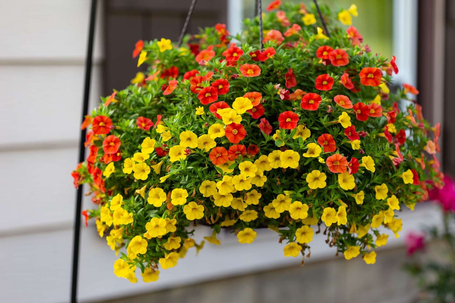 Cesta colgante con una mezcla de flores rojas y amarillas del millón de campanas