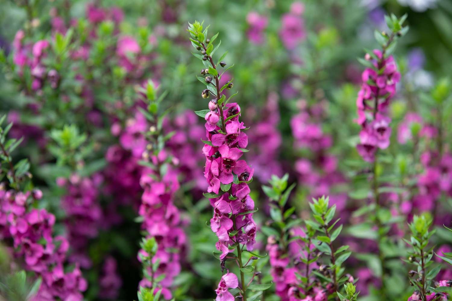 flores de angelonia