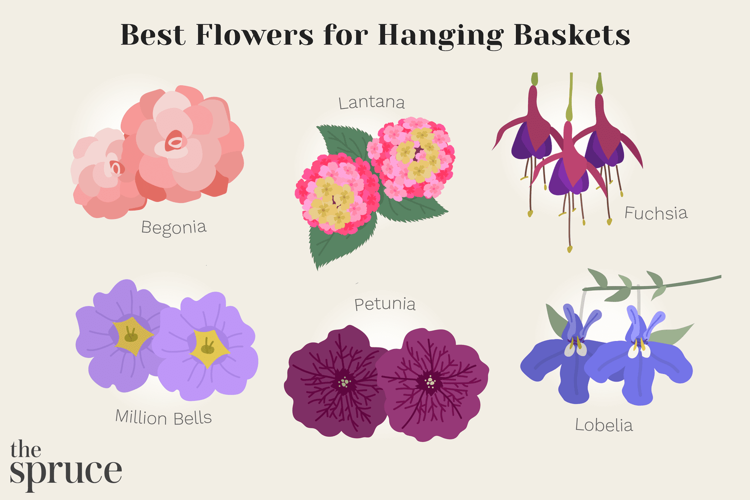 Ilustración de flores de Begonia, Lantana, Fucsia, Million Bells, Petunia y Lobelia